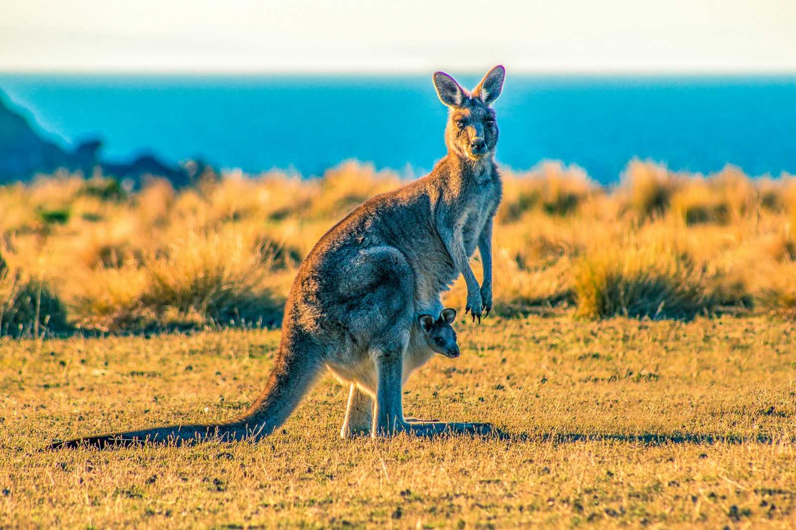 Kangaroo Island