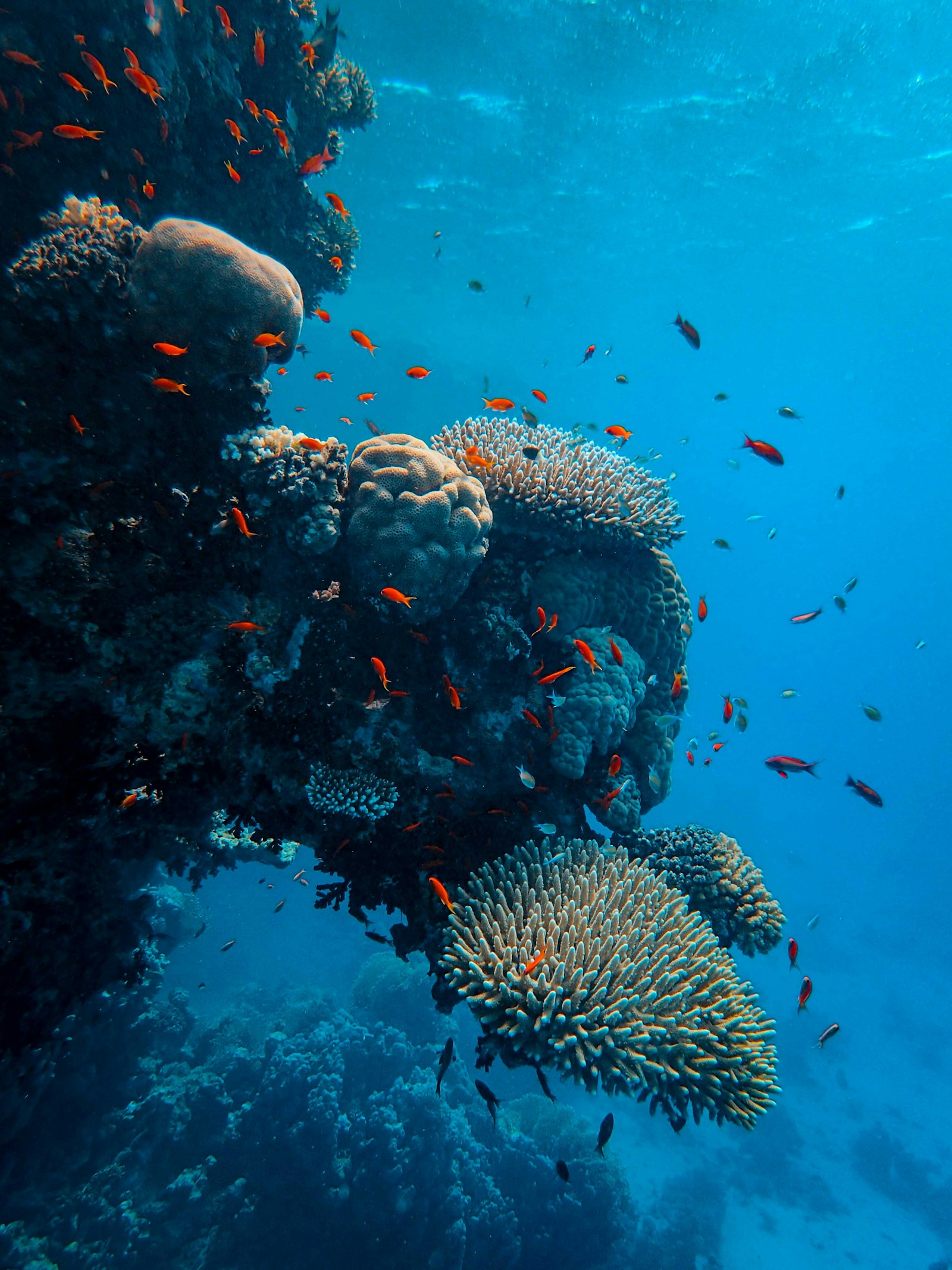 Palau